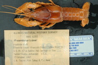 Image of Procambarus tulanei